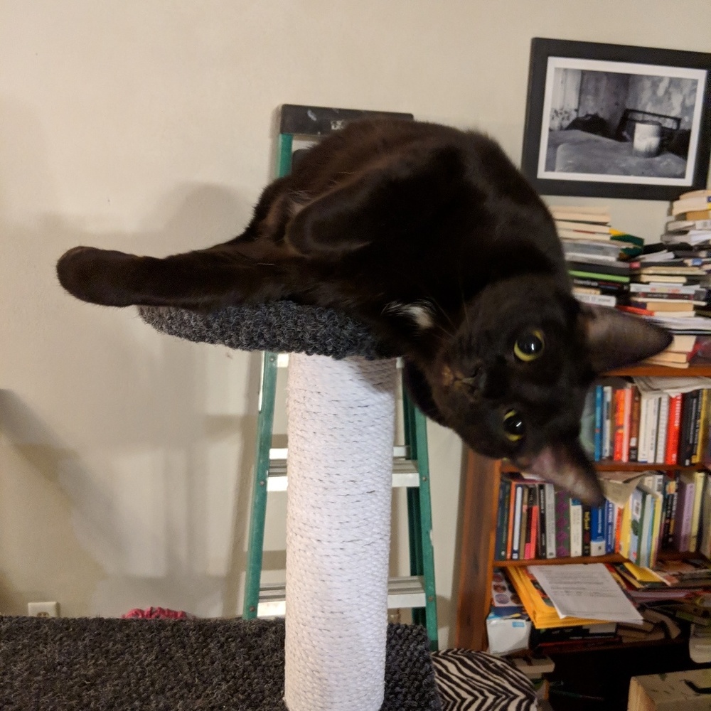 Meet your Posher, Tracy